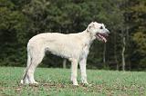 IRISH WOLFHOUND 168
